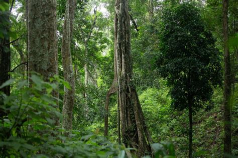 are there jungles in china